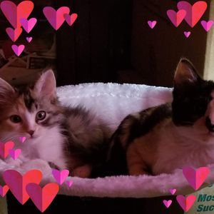 Meet your Posher, Sally